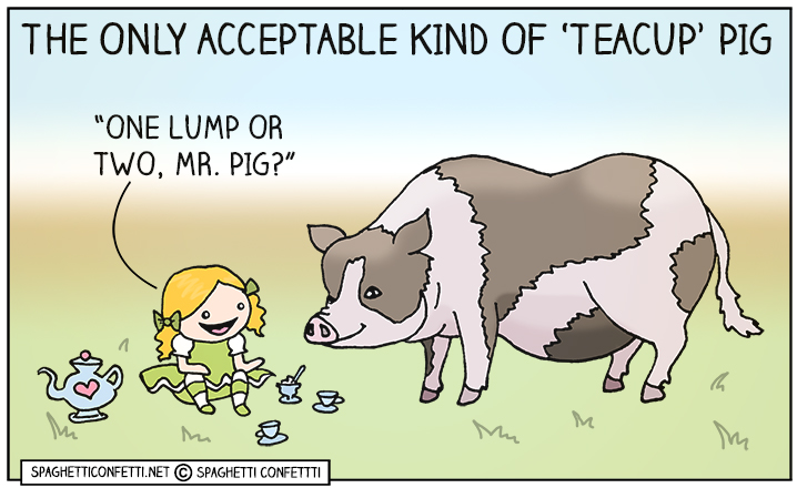 teacup pig