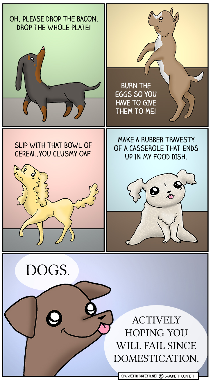 dog begging_110
